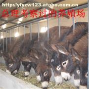 肉牛科學(xué)飼養(yǎng)管理技術(shù)要點(diǎn)解析