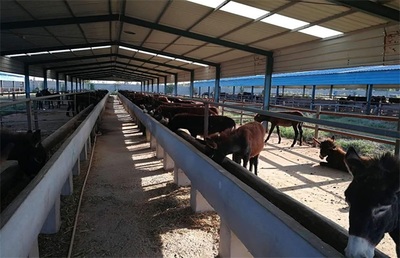 掘金“肉籃子” 2024年肉類生意新機(jī)遇與經(jīng)營(yíng)策略