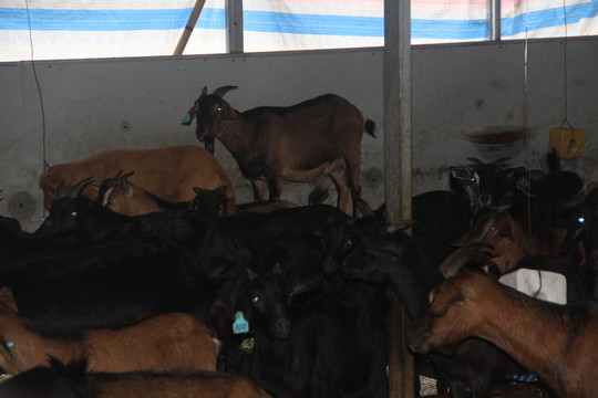 從羊圈到餐桌 肉類生產(chǎn)鏈的演變與思考