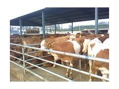 招遠養牛經 從技術到肉品的全程掌控