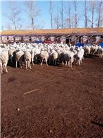 從牧場到餐桌 現代畜牧養殖與肉類生產的綠色之路